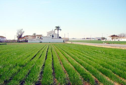 Las huertas de mi vida