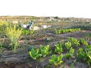Las huertas de mi vida