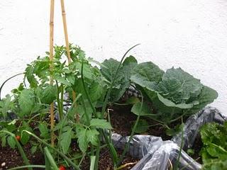 Las huertas de mi vida