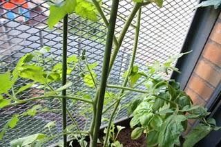 Las huertas de mi vida