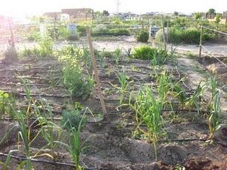 Las huertas de mi vida