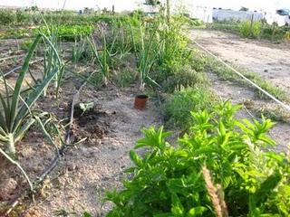 Las huertas de mi vida