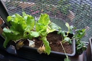 Las huertas de mi vida