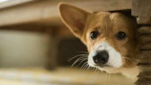 Explosiones y tortura en año nuevo (cuento)