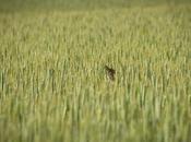 Entre espigas