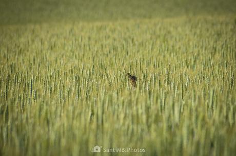 Entre las espigas