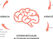 Sistema Reticular Activador Ascendente (SRAA)