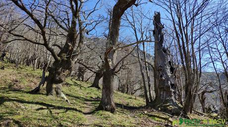 Bosque a la salida de Valdimiera