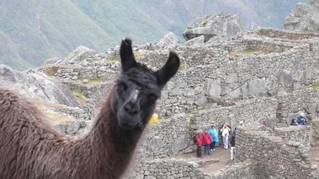 Las 15 mejores fotobombas de todo tipo de animales Photobombs