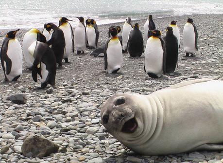 Las 15 mejores fotobombas de todo tipo de animales Las 15 mejores fotobombas de todo tipo de animales