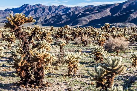 pinto-drive-joshua-tree-np-1 ▷ 30 lugares increíbles para visitar en California para su lista del cubo de California