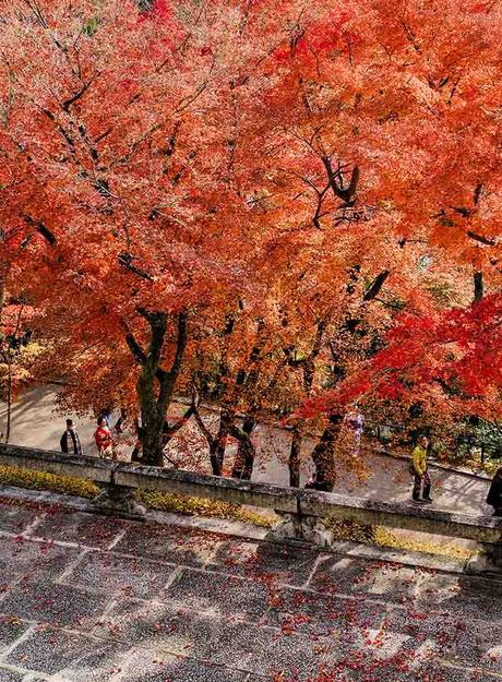 fall-autumn-leaves-japan ▷ El mejor momento para viajar a Japón