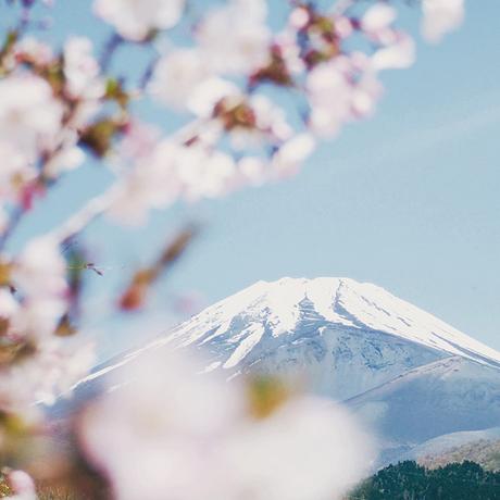 cherryblossoms-mount-fuji ▷ El mejor momento para viajar a Japón
