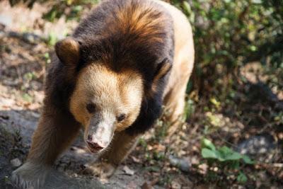 El oso negro asiático y el tráfico ilegal de especies