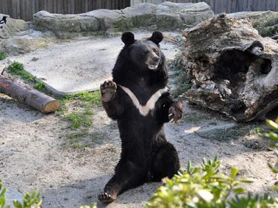 El oso negro asiático y el tráfico ilegal de especies