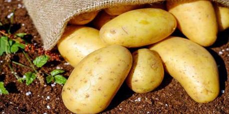 Para finalizar temporada dos breves noticias: Virus para proteger las plantas y patatas adaptadas a Europa…