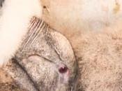 fauna, flora, rios lagos generan Chubut postal única.