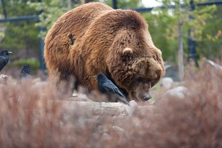 ▷ El bucle de Yellowstone: 9 paradas que debes hacer GrizzlyDiscovery ▷ El bucle de Yellowstone: 9 paradas que debes hacer