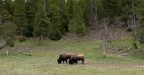 ▷ El bucle de Yellowstone: 9 paradas que debes hacer Buffalo-Yellowstone-Loop ▷ El bucle de Yellowstone: 9 paradas que debes hacer