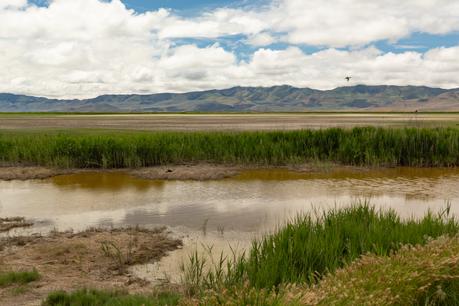 ▷ El bucle de Yellowstone: 9 paradas que debes hacer Migratory-Bird-Refuge-yellowstone-loop ▷ El bucle de Yellowstone: 9 paradas que debes hacer