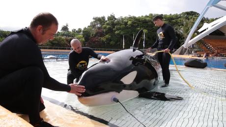 Se pone a punto en Loro Parque un método para estudiar cómo oyen las grandes ballenas Se pone a punto en Loro Parque un método para estudiar cómo oyen las grandes ballenas