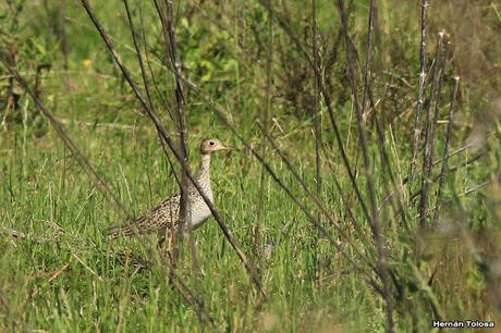 Batitú (Bartramia longicauda)