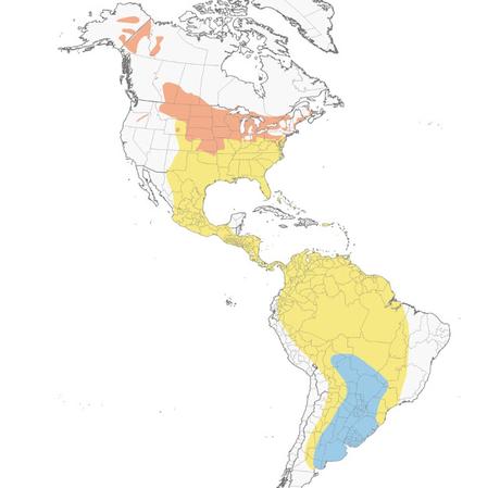 Batitú (Bartramia longicauda)