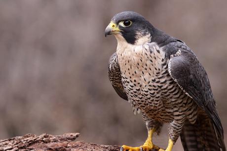 La fauna del Parque Nacional de la Alta Murgia, cientos de especies para un tesoro único en Apulia.