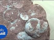 niño encuentra nido huevos dinosaurios millones años China