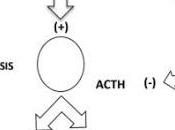 Cortisol