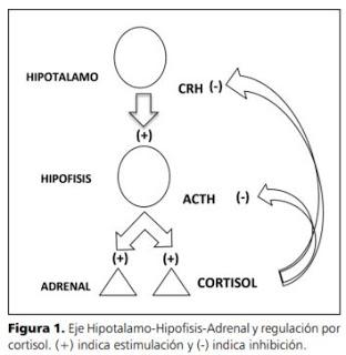 El Cortisol