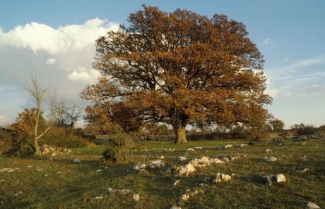 La flora del Parque Nacional de la Alta Murgia, un muestra de biodiversidad a dos pasos de la ciudad.
