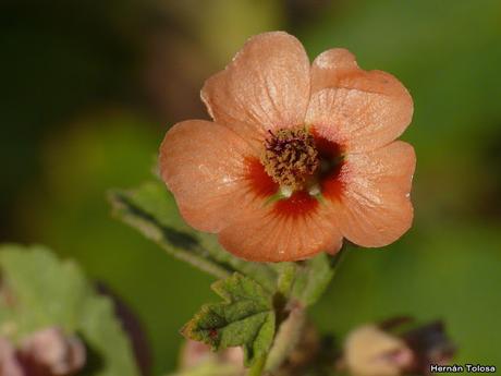 Macros de flores (serie naranja)