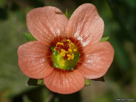 Macros de flores (serie naranja)