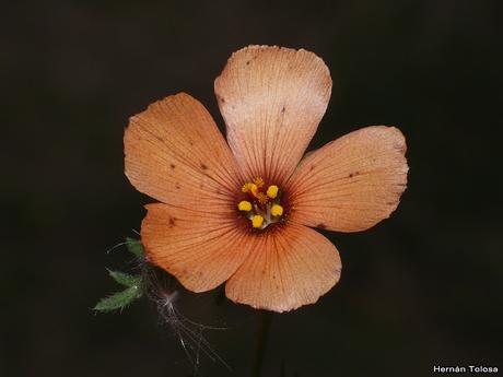Macros de flores (serie naranja)
