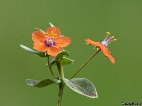 Macros de flores (serie naranja)