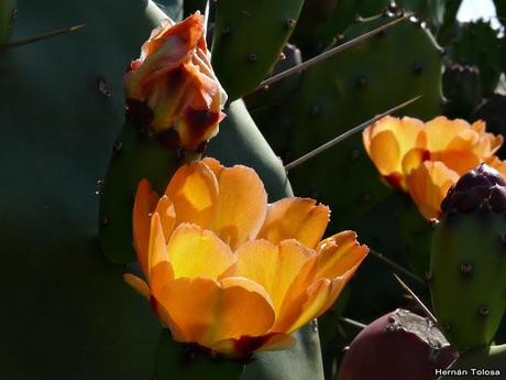 Macros de flores (serie naranja)
