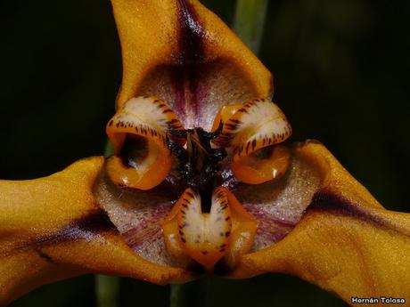Macros de flores (serie naranja)