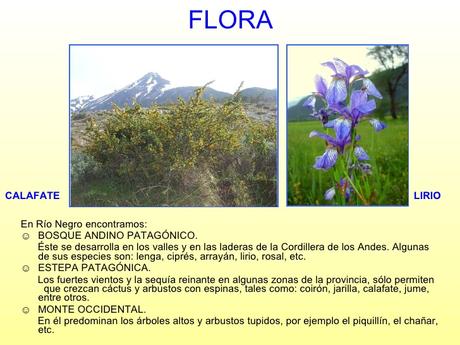 La flora y fauna de Río Negro está representada por especies presentes en cuatro ecosistemas. La flora y fauna de Río Negro está representada por especies presentes en cuatro ecosistemas.