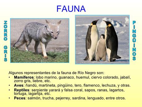 La flora y fauna de Río Negro está representada por especies presentes en cuatro ecosistemas. La flora y fauna de Río Negro está representada por especies presentes en cuatro ecosistemas.