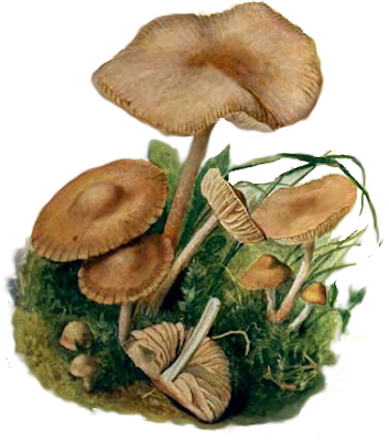 Senderuela, ninfa Senderuela, ninfa