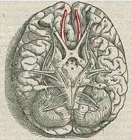 Nuevas Pistas sobre cómo funciona el cerebro
