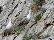 embriones gaviotas alertan peligro hermanos desde dentro huevo