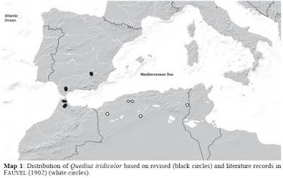 Únicas citas de Quedius iridicolor en cuevas de la Península Ibérica