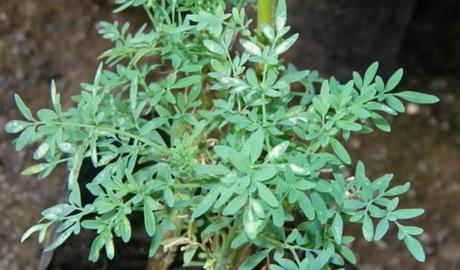 plantas abortivas efectivas