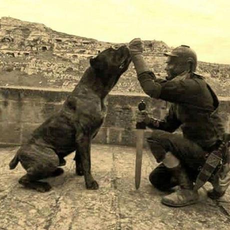 EL PERRO DE COMBATE EN LA ANTIGUEDAD. NUESTRO MEJOR AMIGO DESDE EL PRINCIPIO DE LOS TIEMPOS