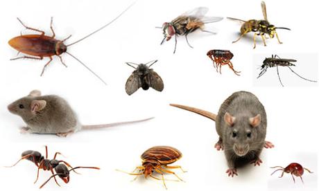 Cómo acabar con los insectos más comunes Cómo acabar con los insectos más comunes
