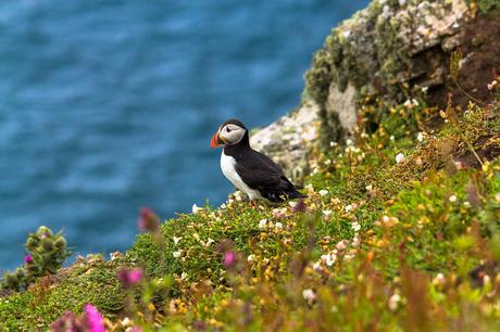 ▷ Parques nacionales en Gales: ¿cuál es el adecuado para usted? national-parks-in-wales-puffins-1024x683 ▷ Parques nacionales en Gales: ¿cuál es el adecuado para usted?