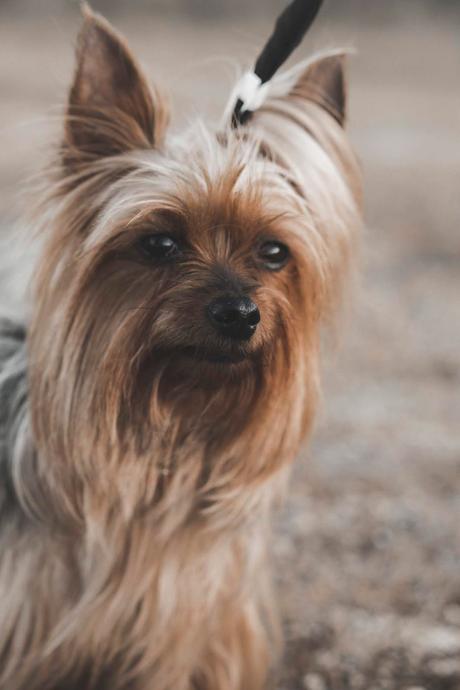 SHORTS ARE ALWAYS A GOOD IDEA yorkshire terrier