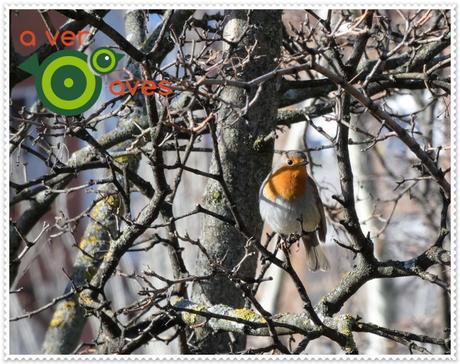 Galería de aves urbanas que tú también puedes ver y oír